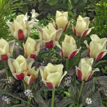 Tulipa Donna Bella