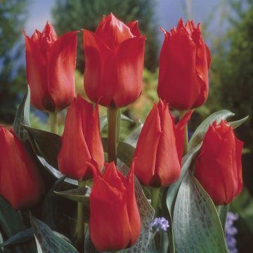Tulipa Grower's Pride