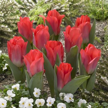 Tulipa Portland