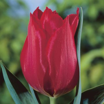 Tulipa Princesse Charmante