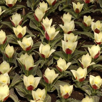 Tulipa Showtime