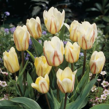 Tulipa White Fire