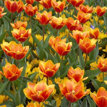 Tulipa Early Harvest