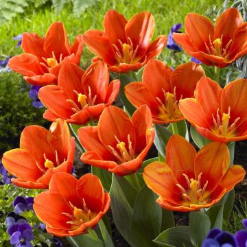 Tulipa Love Song