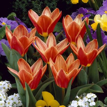 Tulipa Shakespeare