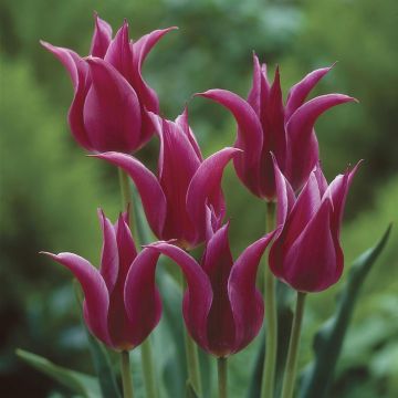 Tulipa Maytime