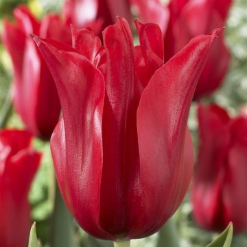 Tulipa Red Shine