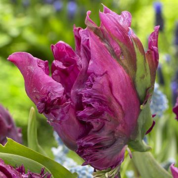 Tulipa Parrot Prince