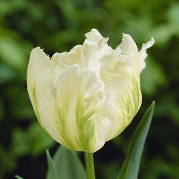 Tulipa White Parrot