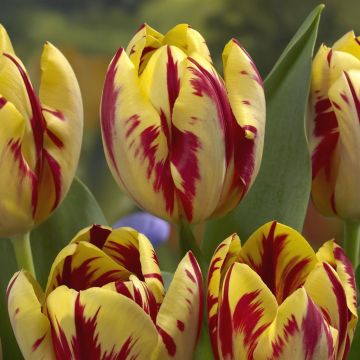 Tulipa Grand Perfection