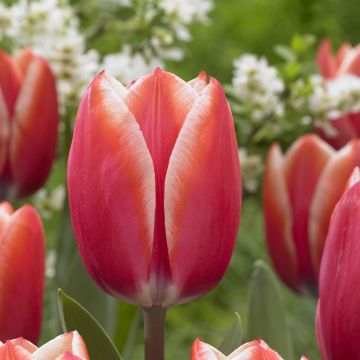Tulipa Kelly