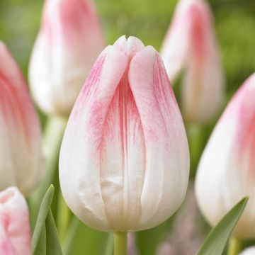 Tulipa Kyoko Takahashi