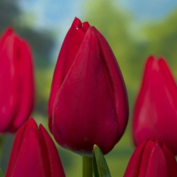 Tulipa Red Rover