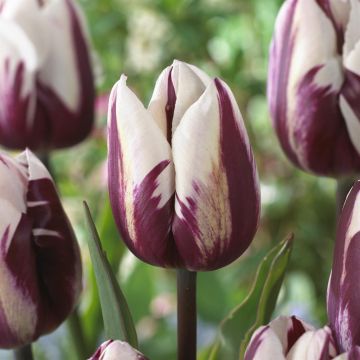 Tulipa Rems Favourite