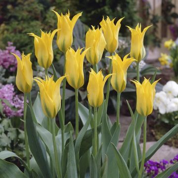Tulipa viridiflora Dancing Show