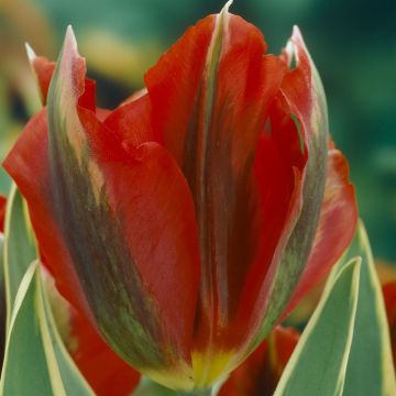 Tulipa viridiflora Hollywood Star