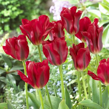 Tulipa Red Springgreen