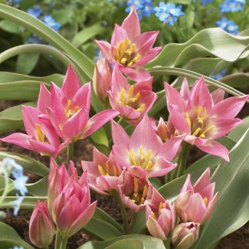 Tulipa aucheriana