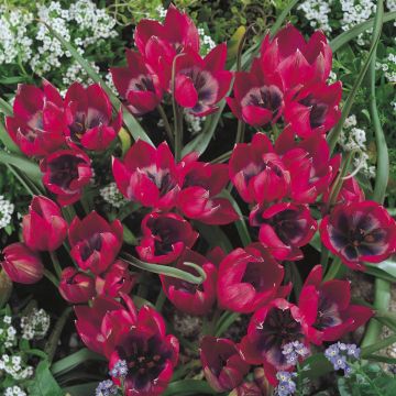 Tulipa Little Beauty