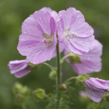Malva moschata Rosea