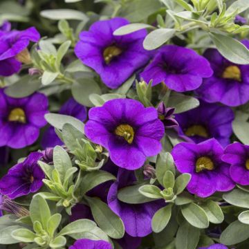 Calibrachoa Callie Purple