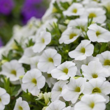 Calibrachoa White