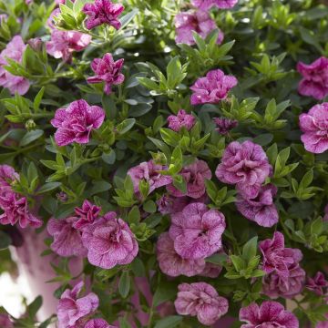 Calibrachoa  Roze