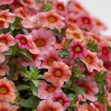 Calibrachoa orange