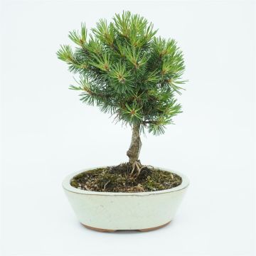 Bonsai Pinus