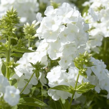 Phlox paniculata white