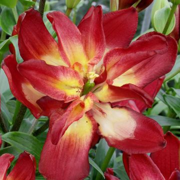 Double Sensation (1)