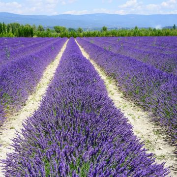 nature plant field meadow prairie flower 483651 pxhere