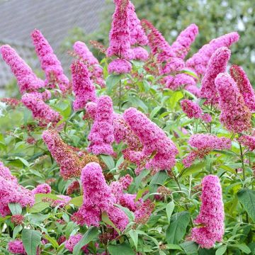 Buddleja davidii  roze a03604