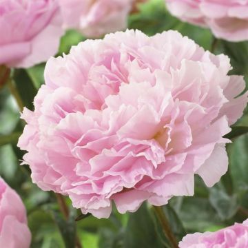 Paeonia Albert Crousse