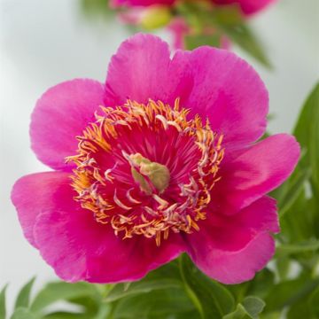 Paeonia Anemoniflora