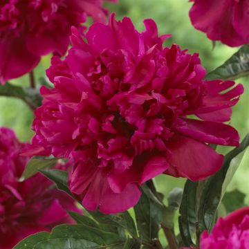 Paeonia Big Ben