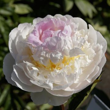 Paeonia Blush Queen