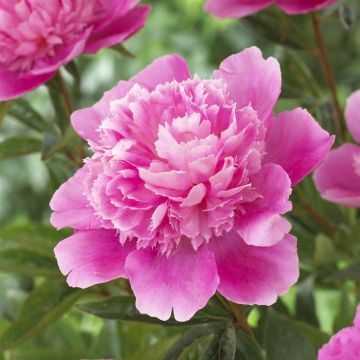 Paeonia Bouquet Perfect