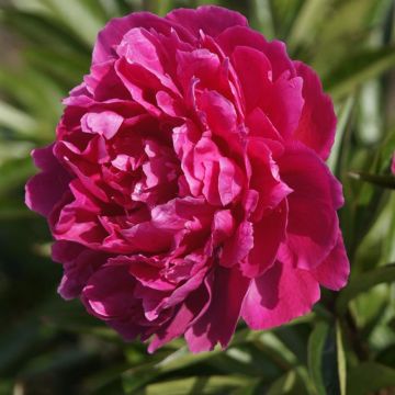 Paeonia Felix Supreme