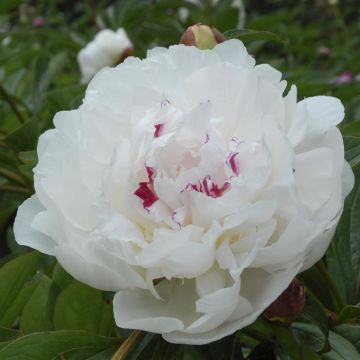 Paeonia Festiva Maxima