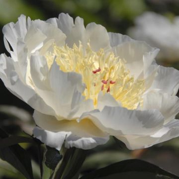 Paeonia Garden Lace