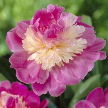 Paeonia Gay Paree