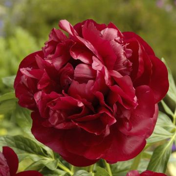 Paeonia  Henry Bockstoce