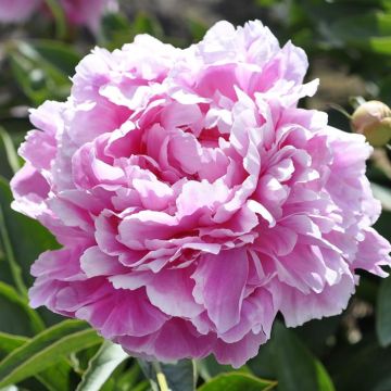 Paeonia Jacorma
