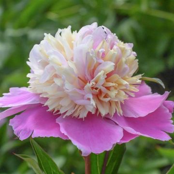 Paeonia Lady Liberty