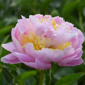 Paeonia Lavon