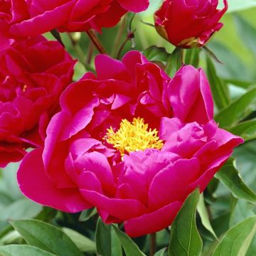 Paeonia Louis Van Houtte