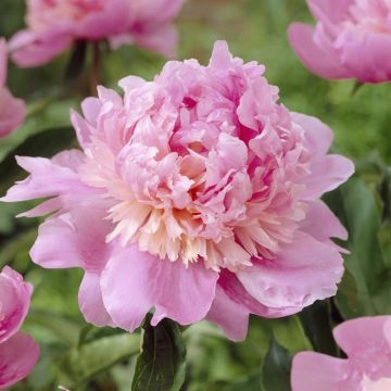 Paeonia Monsieur Jules Elie