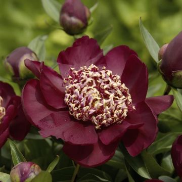 Paeonia Nippon Beauty