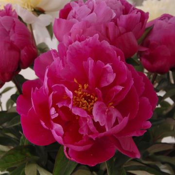 Paeonia Red Sarah Bernhardt